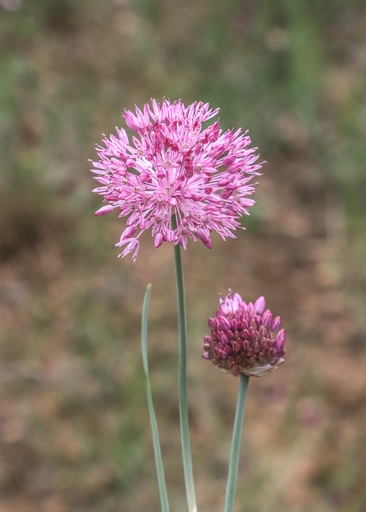 Allium caricifolium